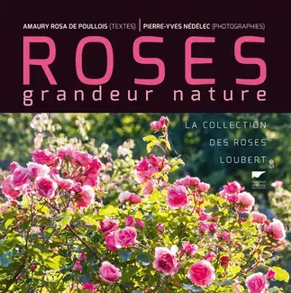 Roses grandeur nature